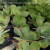 Thumbnail #3 of Kalanchoe thyrsiflora by DaylilySLP