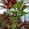 Thumbnail #1 of Euphorbia bicompacta var. rubra by Happenstance