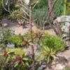 Thumbnail #2 of Euphorbia bicompacta var. rubra by palmbob