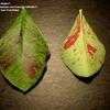 Thumbnail #4 of Euphorbia bicompacta var. rubra by WalterT