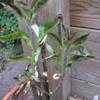 Thumbnail #3 of Euphorbia bicompacta var. rubra by palmbob