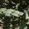 Thumbnail #3 of Cylindropuntia imbricata by htop