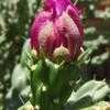 Thumbnail #4 of Cylindropuntia imbricata by htop
