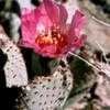 Thumbnail #1 of Opuntia basilaris by Lophophora