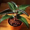 Thumbnail #5 of Kalanchoe daigremontiana by Amarok24