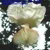 Thumbnail #2 of Adansonia digitata by OlgaN