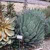 Thumbnail #1 of Agave parryi by palmbob