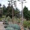 Thumbnail #2 of Agave parryi by palmbob