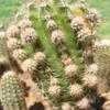 Thumbnail #3 of Echinopsis oxygona by Xenomorf