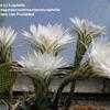 Thumbnail #5 of Echinopsis oxygona by kniphofia