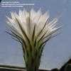 Thumbnail #4 of Echinopsis oxygona by kniphofia