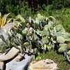 Thumbnail #4 of Opuntia santarita by Kell