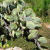 Thumbnail #5 of Opuntia santarita by Kell