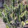 Thumbnail #2 of Euphorbia grandicornis by palmbob