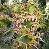 Thumbnail #5 of Euphorbia grandicornis by palmbob