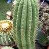 Thumbnail #4 of Echinopsis terscheckii by palmbob