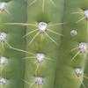 Thumbnail #2 of Echinopsis terscheckii by leeann6