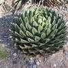 Thumbnail #5 of Agave victoriae-reginae by palmbob
