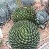 Thumbnail #2 of Agave victoriae-reginae by palmbob