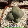 Thumbnail #4 of Pleiospilos nelii by Kiepersol