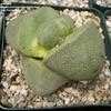 Thumbnail #1 of Pleiospilos nelii by palmbob