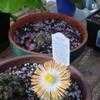 Thumbnail #3 of Pleiospilos nelii by MaryE