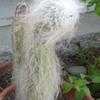 Thumbnail #3 of Cephalocereus senilis by hanna1