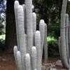 Thumbnail #1 of Cephalocereus senilis by palmbob