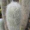 Thumbnail #5 of Cephalocereus senilis by Xenomorf