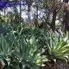 Thumbnail #4 of Agave attenuata by palmbob