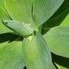 Thumbnail #5 of Agave attenuata by henkmaters2