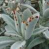 Thumbnail #5 of Kalanchoe tomentosa by kniphofia