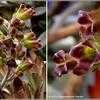 Thumbnail #3 of Kalanchoe tomentosa by Happenstance