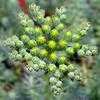 Thumbnail #4 of Sedum rupestre by stellapathic