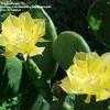 Thumbnail #1 of Opuntia cacanapa by Thaumaturgist