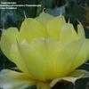 Thumbnail #3 of Opuntia cacanapa by Thaumaturgist