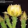 Thumbnail #2 of Opuntia cacanapa by Thaumaturgist