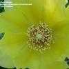 Thumbnail #4 of Opuntia cacanapa by Thaumaturgist