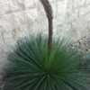 Thumbnail #1 of Agave geminiflora by Placoderm