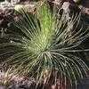 Thumbnail #4 of Agave geminiflora by palmbob