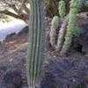 Thumbnail #2 of Pachycereus pringlei by palmbob