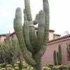 Thumbnail #4 of Pachycereus pringlei by palmbob