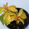 Thumbnail #4 of Pereskia aculeata by fleurone