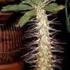 Thumbnail #3 of Pachypodium namaquanum by Happenstance