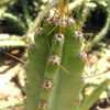 Thumbnail #3 of Cereus fernambucensis by Xenomorf