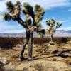 Thumbnail #1 of Yucca brevifolia by haighr
