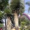 Thumbnail #1 of Yucca rostrata by palmbob