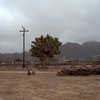 Thumbnail #3 of Yucca brevifolia by michele5000