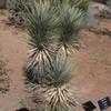 Thumbnail #4 of Yucca brevifolia by palmbob