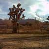 Thumbnail #2 of Yucca brevifolia by michele5000